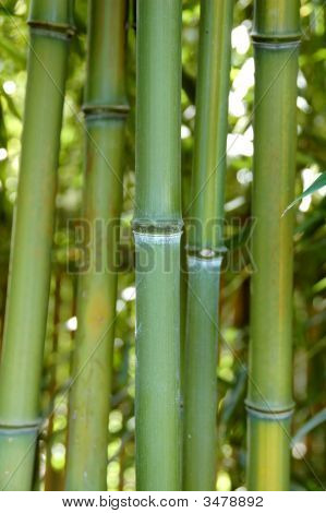Bambu Zen