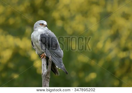 Black-winged Kite (elanus Caeruleus) On A Branch. Green Background. Noord Brabant In The Netherlands