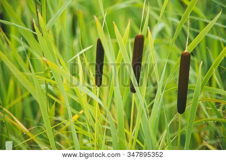 Fluffy Bushes Of Cattail Or Reed Mace. Sometimes People Call It As Bulrushes. Selective Focus Macro 