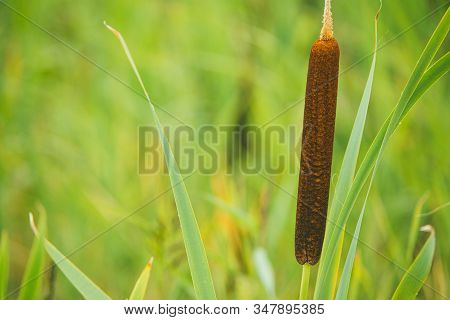 Fluffy Bushes Of Cattail Or Reed Mace. Sometimes People Call It As Bulrushes. Selective Focus Macro 