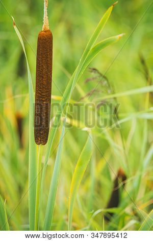 Fluffy Bushes Of Cattail Or Reed Mace. Sometimes People Call It As Bulrushes. Selective Focus Macro 