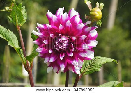Close Up Of Beautiful Pinkish Dahlia Pinnata Flower With Green Leaves Growing In Garden, Selective F