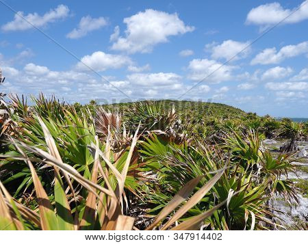 Tropical Plants On Landscapes Of Tulum City Near Archeological Site In Mexico, Cloudy Blue Sky In 20
