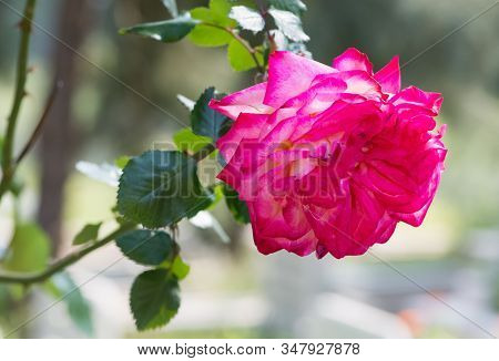 Photos Of Colorful Flowers Grown Naturally In Gardens