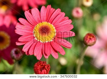 Photos Of Colorful Flowers Grown Naturally In Gardens