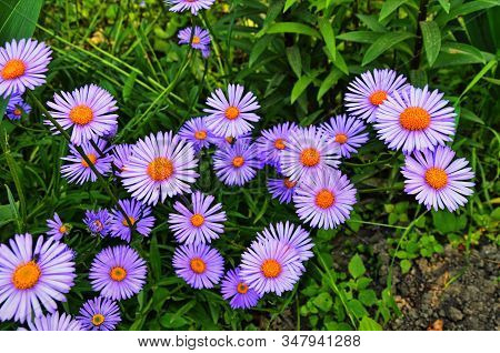 Closeup Of Aster Alpinus