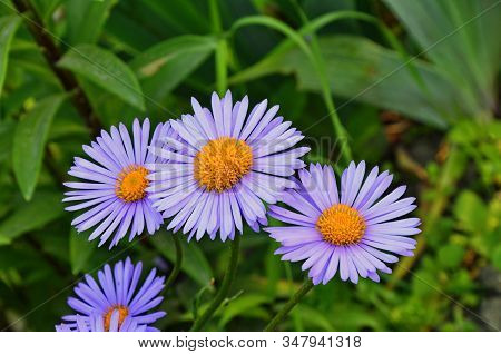 Closeup Of Aster Alpinus
