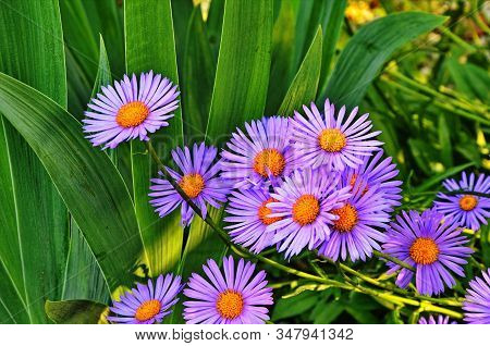 Closeup Of Aster Alpinus