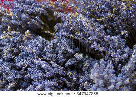 Sprigs Of Lavender Background Close- Up Macro.