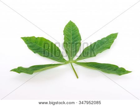Studio Shot Green Tropical Cassava Leaves With Stem Isolated On White