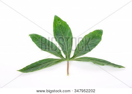 Studio Shot Green Tropical Cassava Leaves With Stem Isolated On White