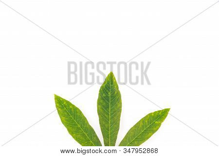 Part Of Cassava Leaves Isolated On White Top View Close-up