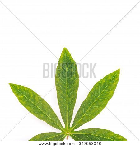 Part Of Cassava Leaves Isolated On White Top View Close-up