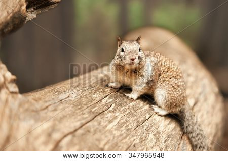 Horizontal Closeup Portrait View Of Grey Squirrel Sitting On Lag And Looking Away In Yosemite Nation