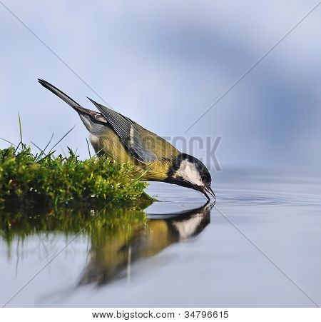 Dorst vogel.