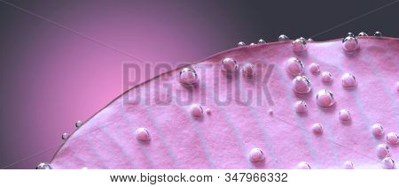 Pink  laef with drops in water.