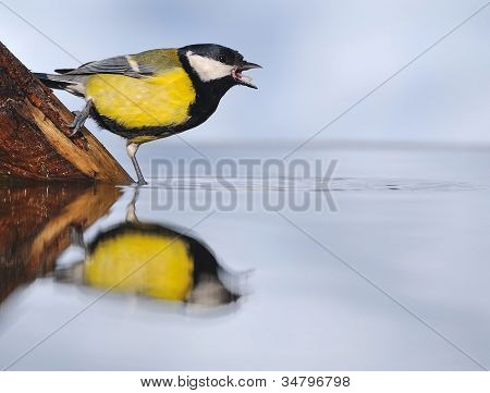 Dorst vogel.