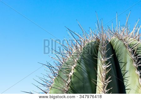 Closeup Detalis Of Southwestern Desert Cactus With Sharp Spines Framed Against A Blue Sky