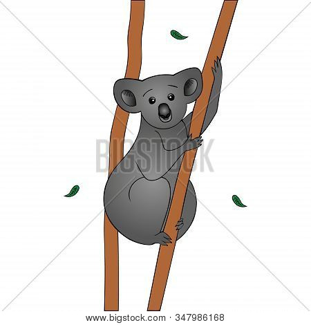 Color Vector Illustration Of A Koala Clutching A Dry Eucalyptus Trunk. Leaves Fall To The Ground. An