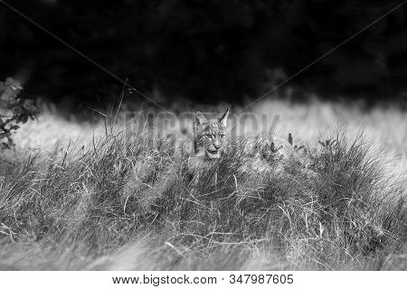 The Eurasian Lynx (lynx Lynx) A Young Lynx In  Grass With Forest Background. Black And White Lynx.