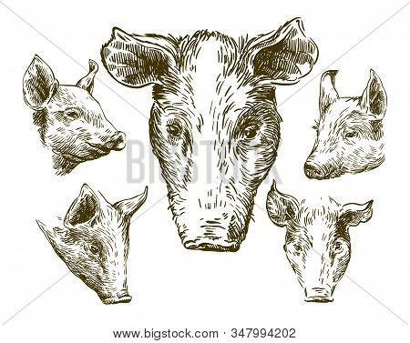 Sketches Of Pigs Drawn By Hand. Livestock