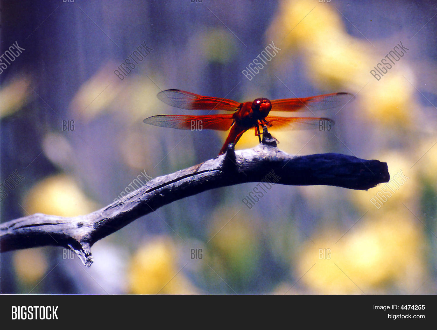 Image Preview
