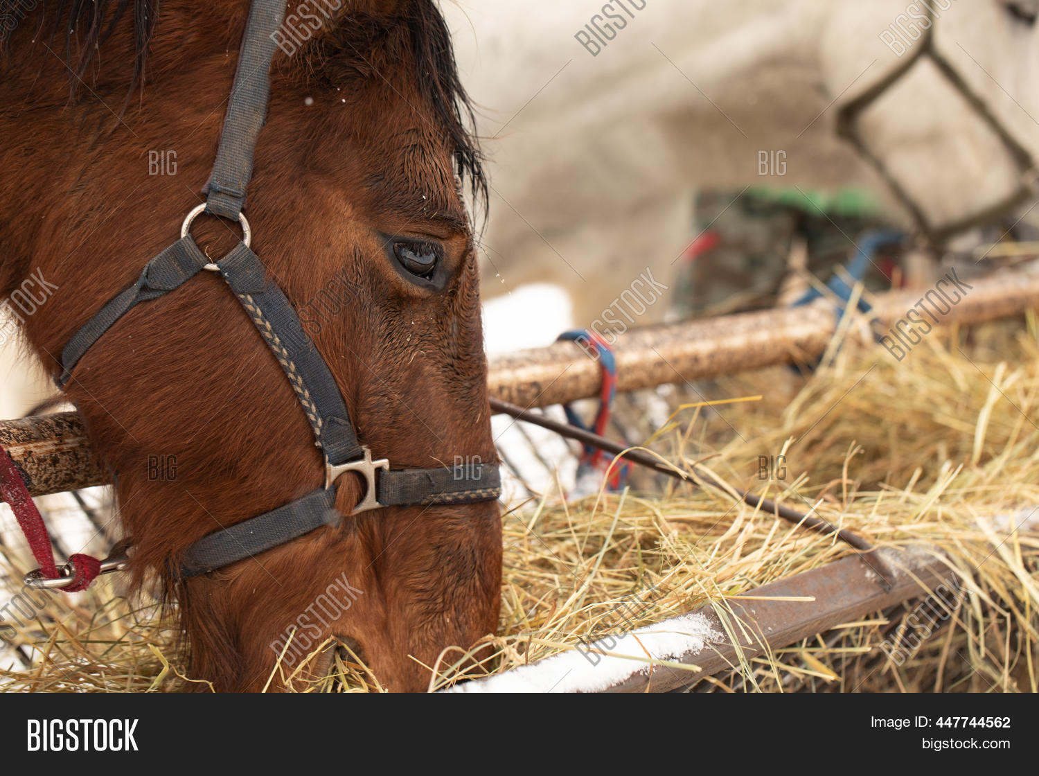Horses Eat Hay Image & Photo (Free Trial) Bigstock