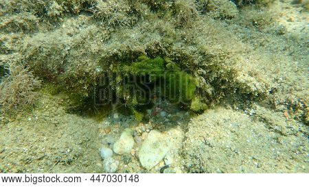 Green Algae Cladophora Prolifera Undersea, Aegean Sea, Greece, Halkidiki
