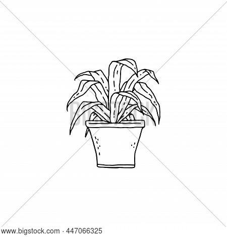 Dracaena Houseplant. Indoor Potted Plant Vector Black And White Outline Doodle Illustration.