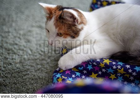 A Selective Focus Shot Of A Cute Anatolian Cat In A Cattery.