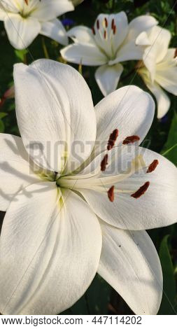Lily Is White. Gardening. Country Cottage Area. Floral Background