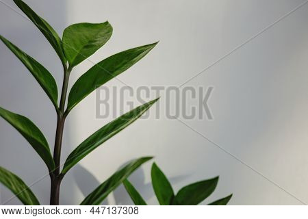 A Bridht Green Plant On A White Background.