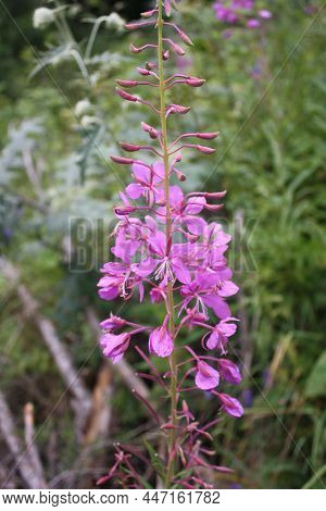 Purple Flowers And Buttons In The Mountains