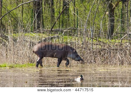 Walking tapir