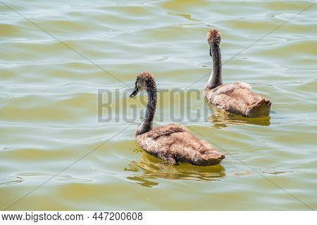 Beautiful Baby Cygnet Mute Swan Fluffy Grey And White Chicks. Springtime New Born Wild Swans Birds I