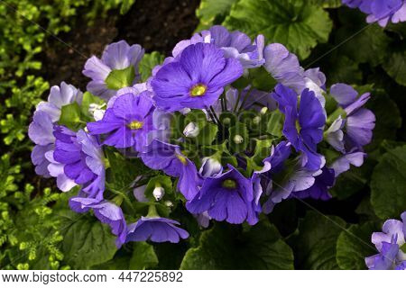 Primula Obconica Hance In The Botanical Garden.