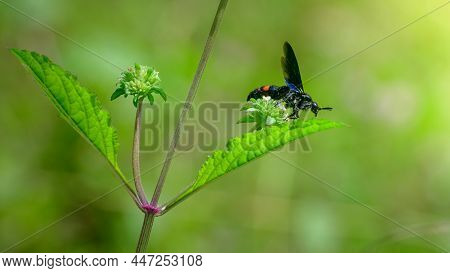 Scolia Fasciatopunctata Wasp Over The Wildflower, Drinking Nectar And Gathering Pollen Close Up A Sh