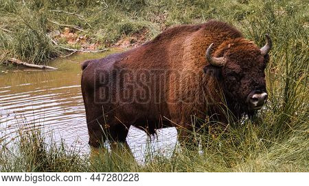 Bison At The Waterhole Cooling Down. Big Mammal In Brown With Big Horns. Meadow For Grazing Around T