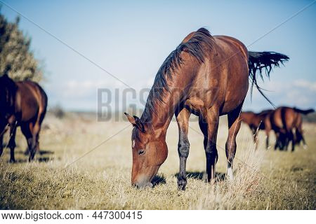 A Bay Horse Is Grazing With A Herd. Horses Walk In The Field. A Herd Of Sporting Horses Grazing On T