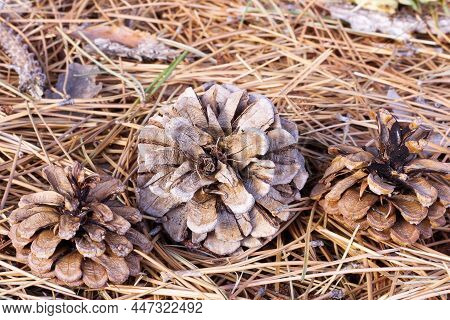 Pine Cones On The Ground With Dry Fallen Fir Needles Foliage In Autumn Forest Close Up Photo. Natura