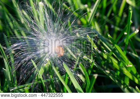 White Fluffy Plant Seed In Green Grass Natural Summer Background Texture Close Up Photo. Design Temp