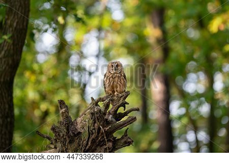 Owl Sitting On Uprooted Tree Root Ina Green Forest. Long-eared Owl In Her Natural Habitat. Asio Altu