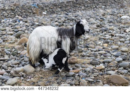 Young Goat Tugs At Mother's Teats To Suckle Milk