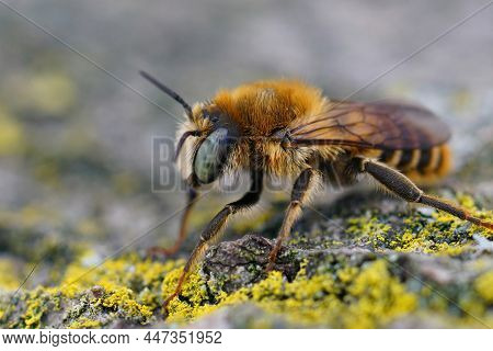 Closeup Of A Brown Hairy Male Of The Mediterranean Wood-boring Bee, Lithurgus Chrysurus