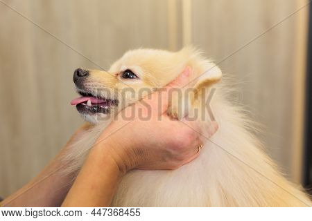 Portrait Of Pomeranian Spitz. Dog Head Is In Owner's Hands