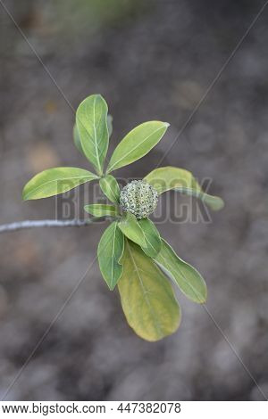 Himalayan Evergreen Dogwood Unripe Fruit - Latin Name - Cornus Capitata