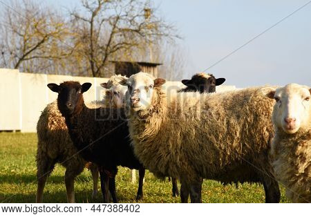 Pasture With Sheep In The Village. Herd With Sheep On A Farm In Field. Sheep's Gaze. Herds In Rural 