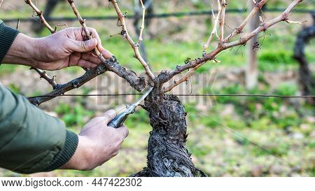 Farmer Pruning The Vine In Winter. Agriculture.