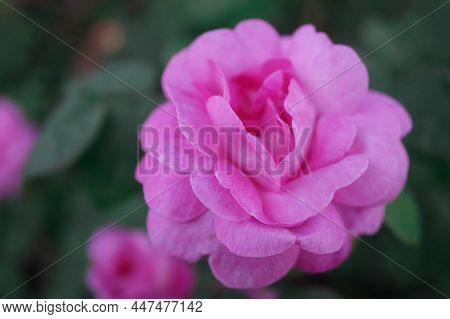 Tea Pink Rose On A Background Of Green Leaves. Close-up.