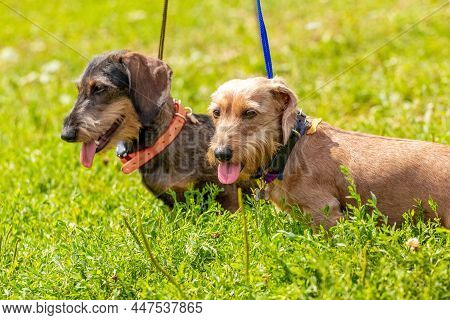 Two Dogs Breed Wirehaired Dachshund On A Leash Among The Green Grass In The Park On A Sunny Day
